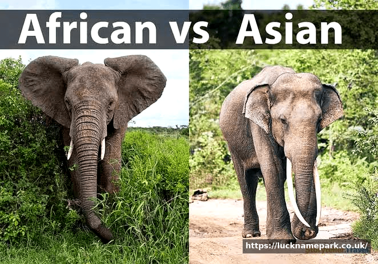 African vs Asian Elephant: 14 Key Differences Explained