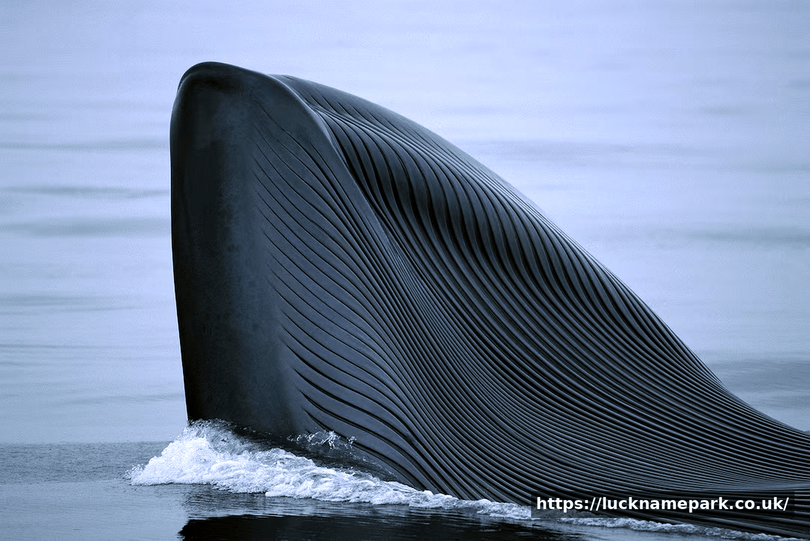 The Biggest Animal World Has Ever Seen: A Guide to Nature’s True Giants
