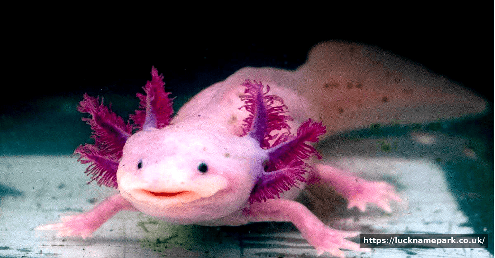 Axolotl Pet: The Ultimate Care Guide for Your Mexican Walking Fish